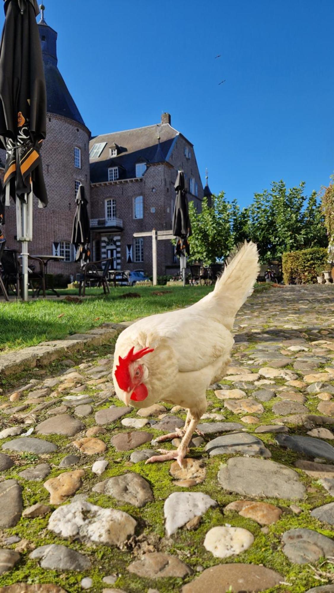 Kasteel Aldenghoor Acomodação com café da manhã Haelen Exterior foto
